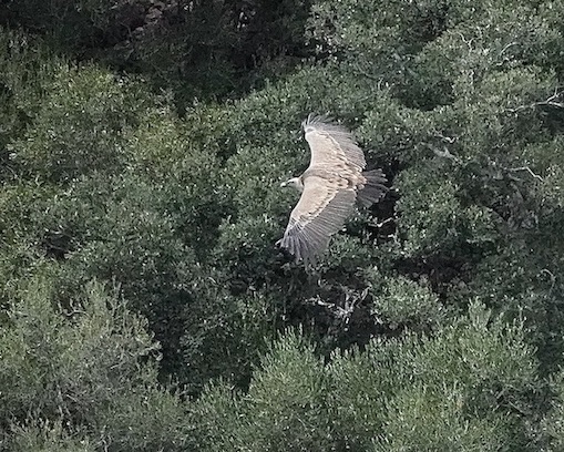 Griffon vulture
